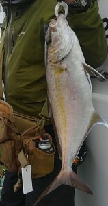 kanpachi